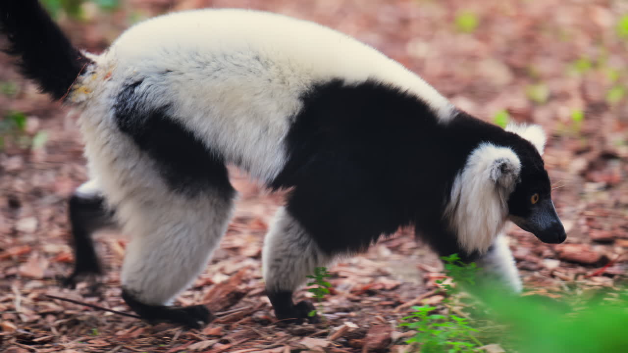 Close up of a black and white lemur moving on the ground at the zoo