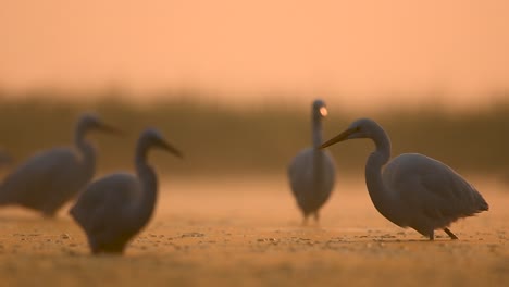 Great-Egrets-fishing-in-backlit