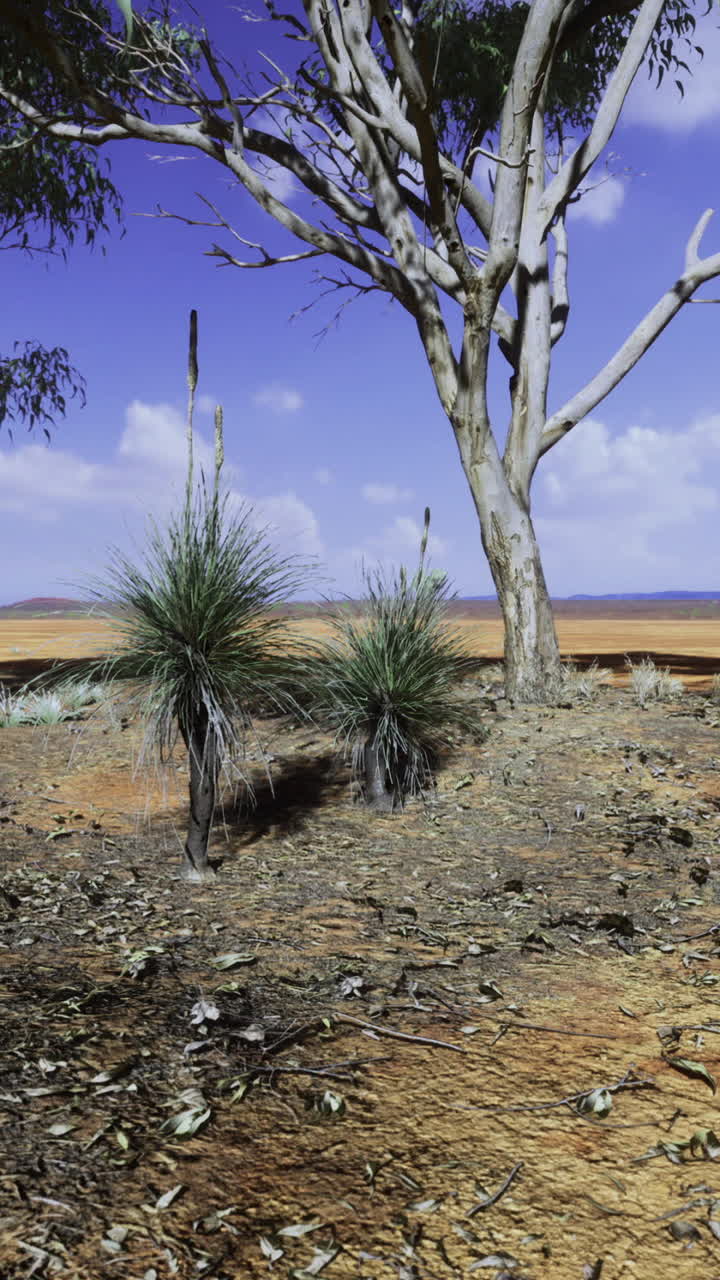 Terreno árido remoto com texturas escarpadas e flora isolada