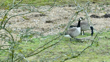 canada goose, branta canadensis, england