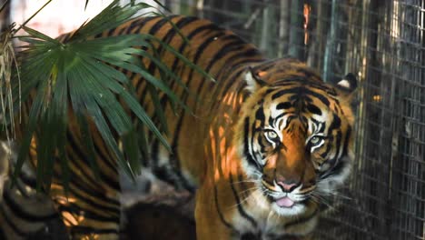 a tiger walking through its enclosure