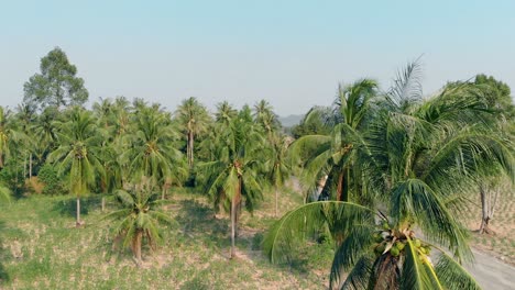 camera shoots close high palm top on forest background