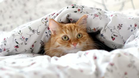 cute ginger cat lying in bed. fluffy pet hiding under blanket, looking curiously on something moving behind the scene. cozy home background with funny pet