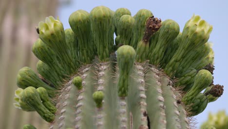 moscas en flores sin florecer de cacto saguaro