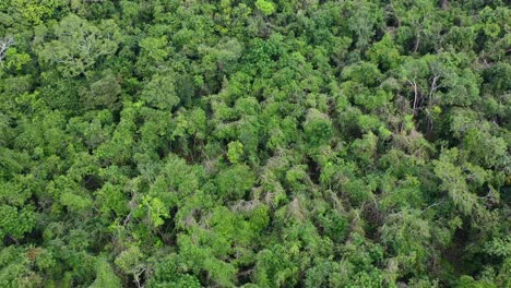 lush-dense-green-rainforest-on-overcast-day,-aerial-top-down-view