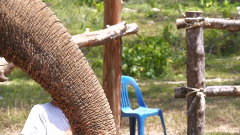 happy little boy near elephant trunk. slow motion