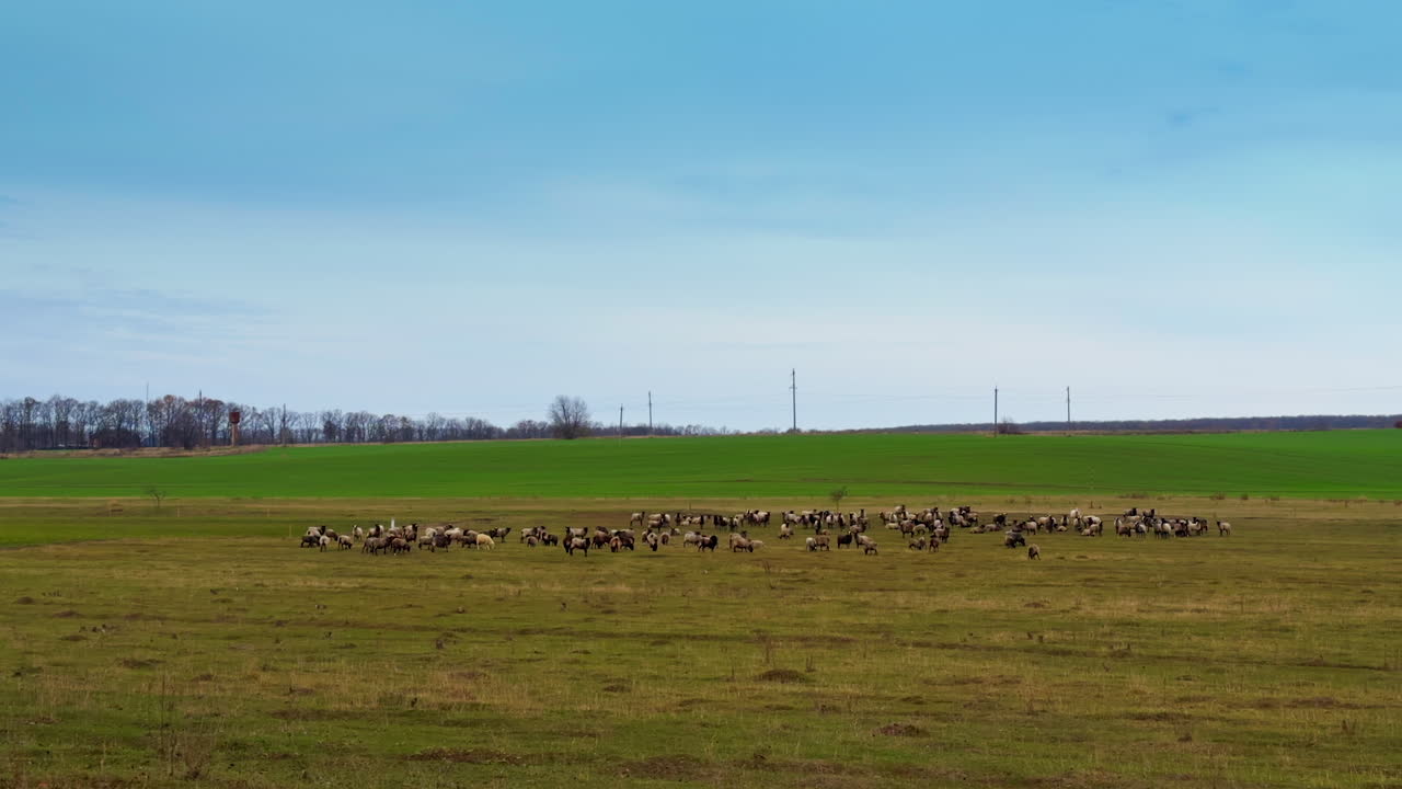 Vasta campagna con un gregge di pecore che pascola. Animali domestici che pascolano in autunno.