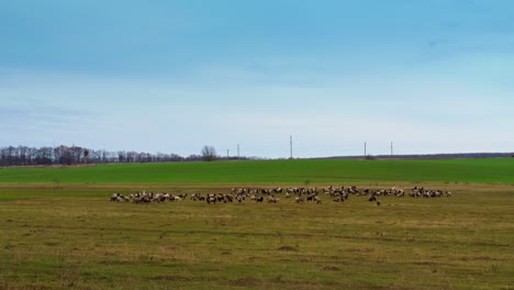 vast farmland with flock of sheep browsing on. domestic animals are pasturing in autumn.