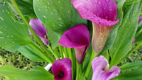 slow motion video of pink calla lily blowing in the wind