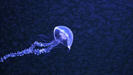 glowing jellyfish in the deep sea