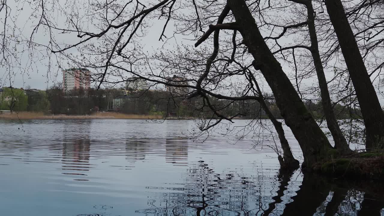 Medium shot of trees hanging over a lake in Stockholm
