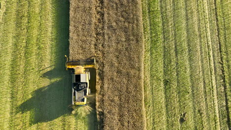 Top-down-aerial-footage-of-a-combine-harvester-moving-through-a-crop-field,-illustrating-the-contrast-between-harvested-and-unharvested-sections