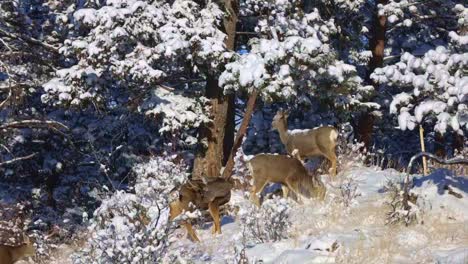 group of mule deer foraging and grooming on a snow covered hillside and forest during the winter in colorado