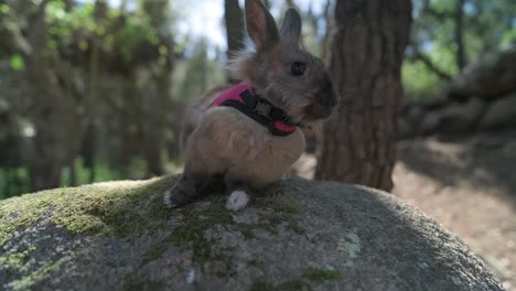 Standing-on-the-stone-domestic-rabbit-in-forest