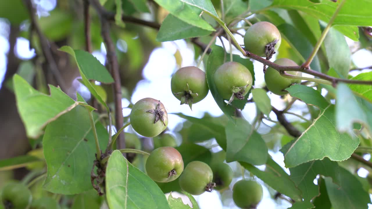 Green Crab Apples on a branch of a Crab Apple tree