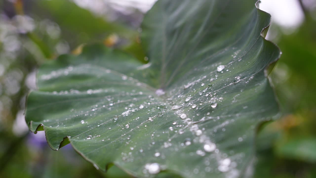lluvia cayendo sobre una hoja gigante, gotas de agua efecto hidrofóbico montpellier moco