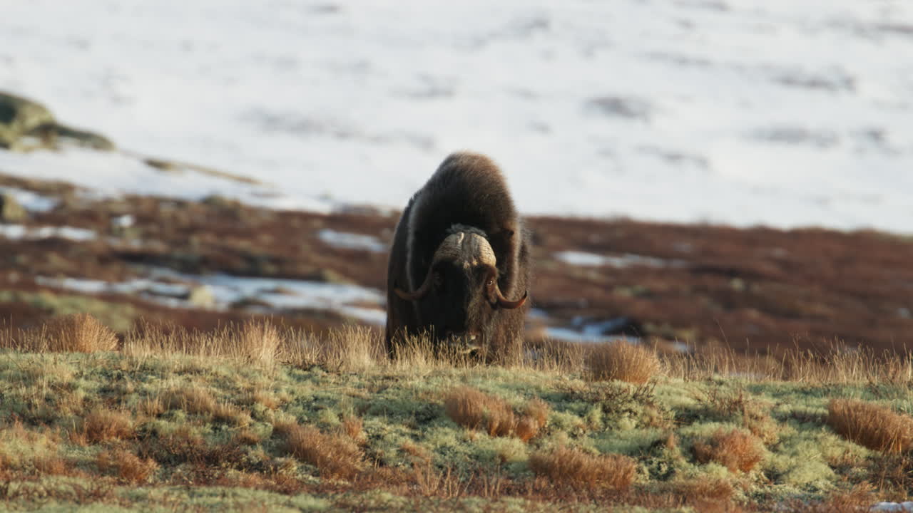 Front of grazing musk oxen bull looking at camera in Dovrefjell sunset