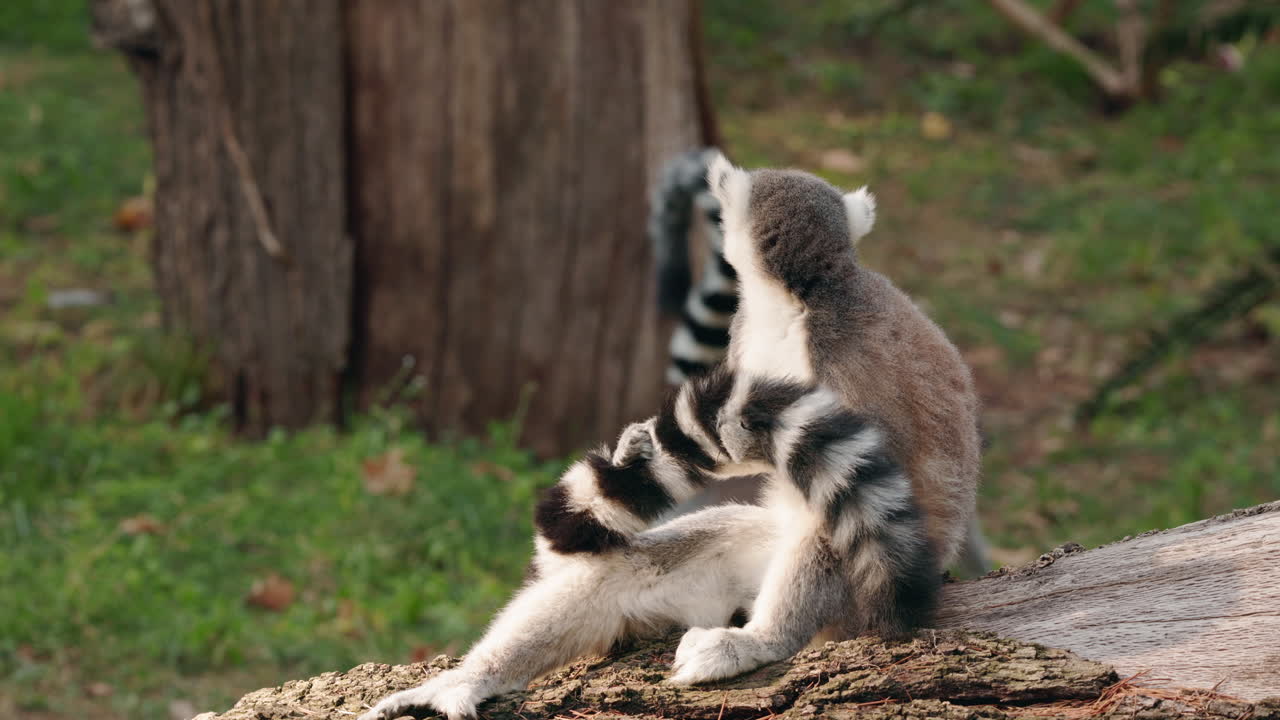 Ring-tailed lemur sitting on a tree trunk