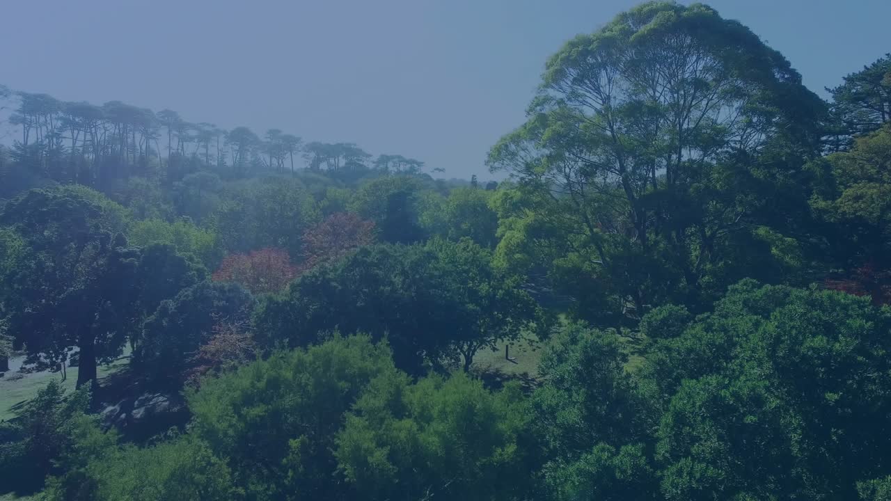 Drone capturing aerial view starting forest holographic UI appearing and scanning canopy for data