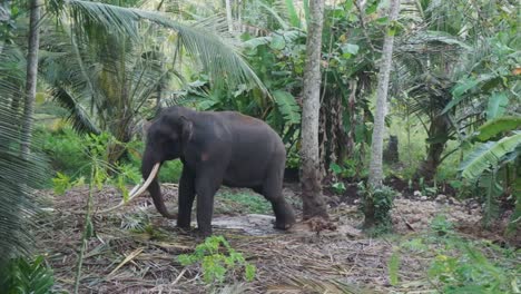 Elefante-Del-Templo-En-Apuros-Encadenado-A-Un-árbol-Que-Parece-Molesto