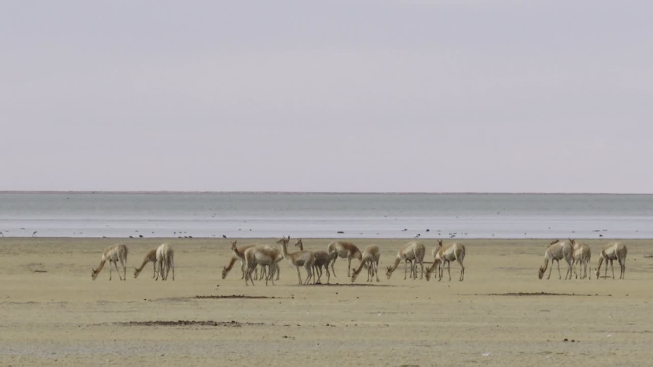 호수 에서 먹이를 먹는 비쿠나 대