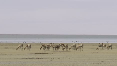 Eine-Herde-Vikunjas,-Die-Am-Ufer-Eines-Sees-Grasen