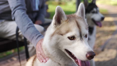 Großer-Hund-Sitzt-Neben-Einem-Anderen-Hund-Im-Park