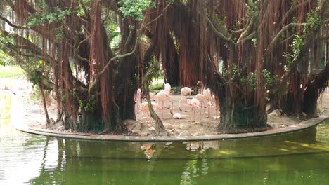 flamingos gather under trees near a pond