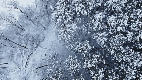 Drone-soaring-over-the-snowy-canopy-of-a-winter-woodland