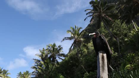 bird on the pitcairn island. petrel