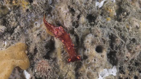 a plocamopherus species of sea slug moves across a underwater structure covered in soft marine weed