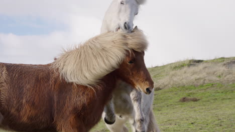 dos caballos islandeses peleando a cámara lenta