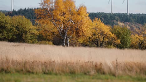 Autumn-landscape-in-central-Europe