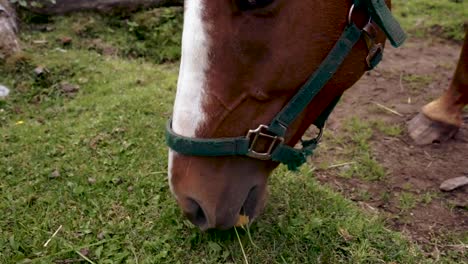 Brown-and-white-horse-grazing-in-pasture-close-up