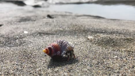 hermit crab in turbinate seashell slowly crawls on sand toward water