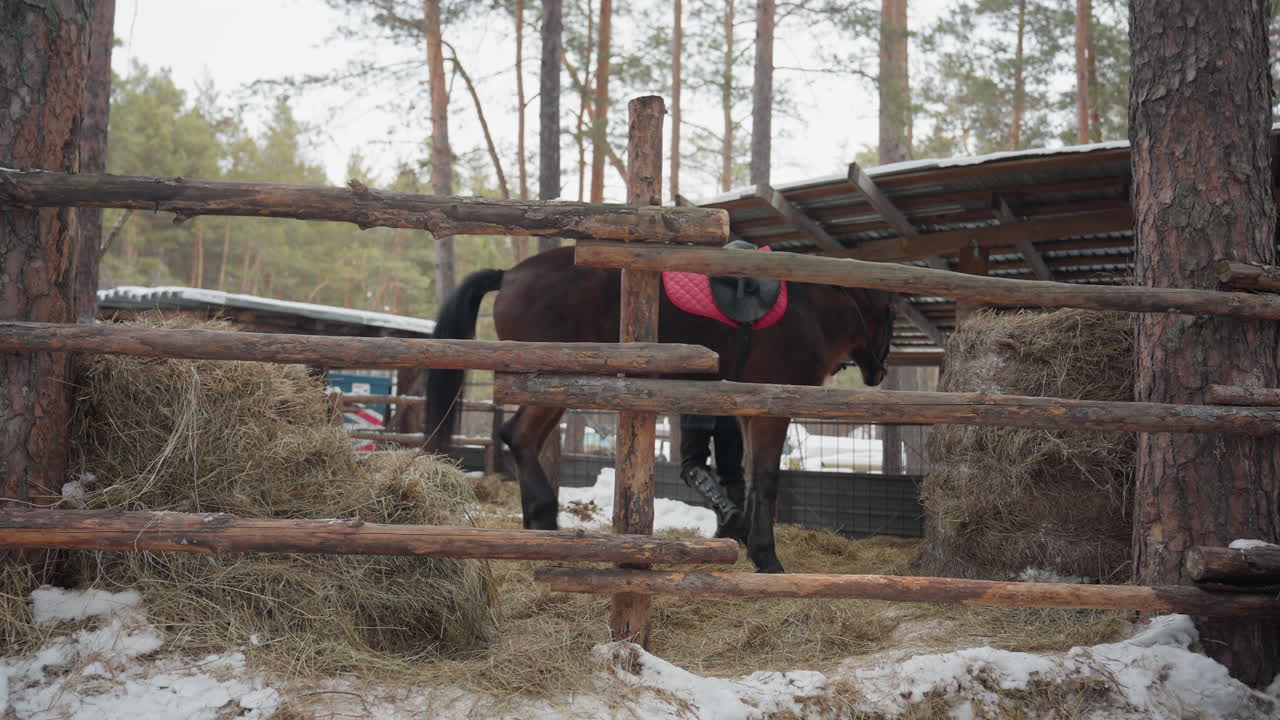 Уход за лошадиной упряжью на фоне зимнего пейзажа, обслуживание лошадей рядом с заснеженными соснами на открытом воздухе, плановые приготовления к верховой езде, включающие регулировку седла в заснеженном лесу.