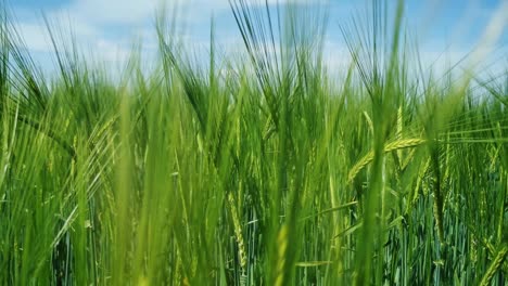 green wheat field moving in the wind