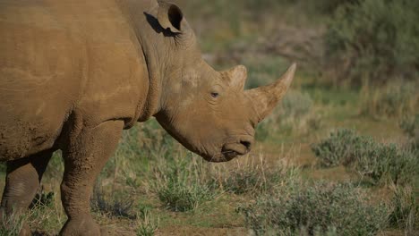 rhino feeding close up in savannah