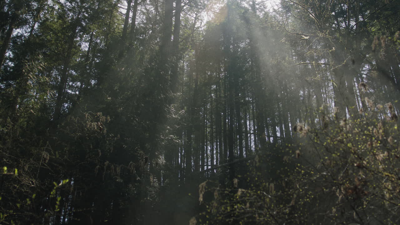 Radiant light rays pierce through the forest, casting a glow. Nature's brushstrokes of luminosity create an enchanting dance of shadows and beams, infusing the woodland with an tranquil ambiance.
