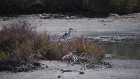 Black-winged-stilt-bird-standing-in-bushes-on-marshy-wetland-shore