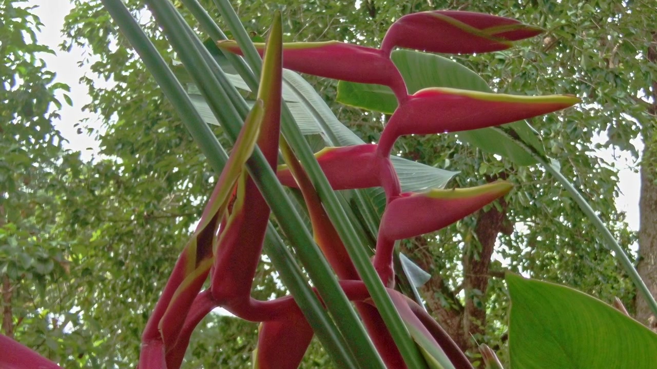 Fiore dell'Uccello del Paradiso (Strelitzia). Primo piano statico ravvicinato di questa incredibile pianta. Ripreso nelle Filippine