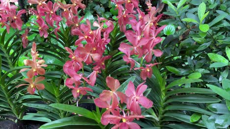 llamar la atención de la orquídea naranja aranda chark kuan en el jardín nacional de orquídeas en los jardines botánicos de singapur