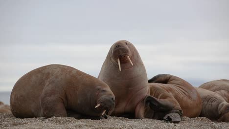 Close-up-of-Walruses-one-is-scratching-his-neck-with-his-flippers,-the-other-is-scratching-his-back-against-the-sand-floor