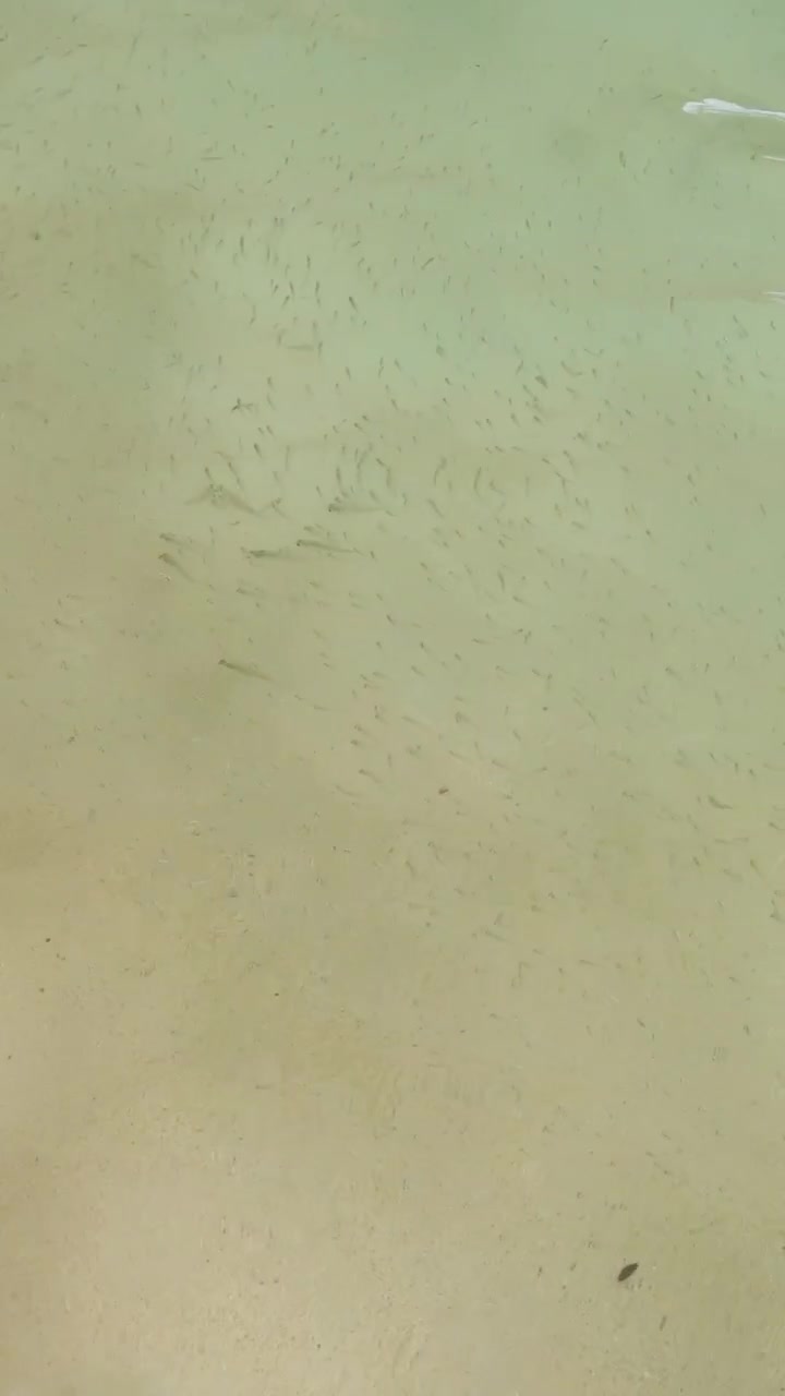 Tiny fish swimming in clear ocean water
