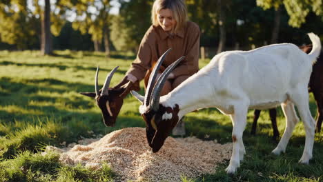 a woman feeding goats in a sunny green field
