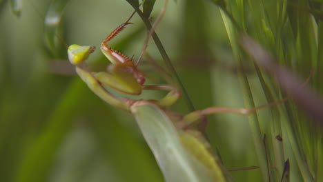 praying mantis on verdant foliage slowly moving against bokeh backdrop