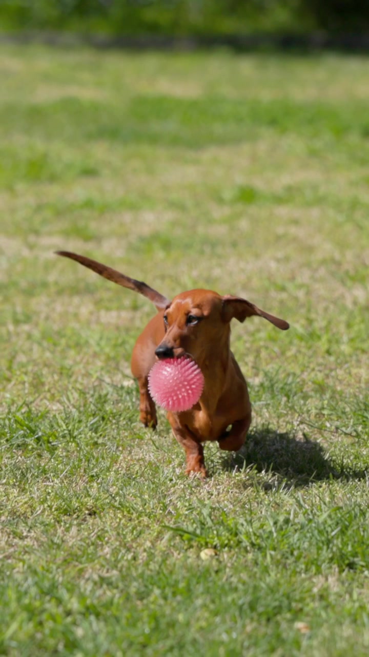 Vertical slow motion of a red miniature dachshund walking towards camera with a red ball in her mouth after a successful fetch in the sunny garden.