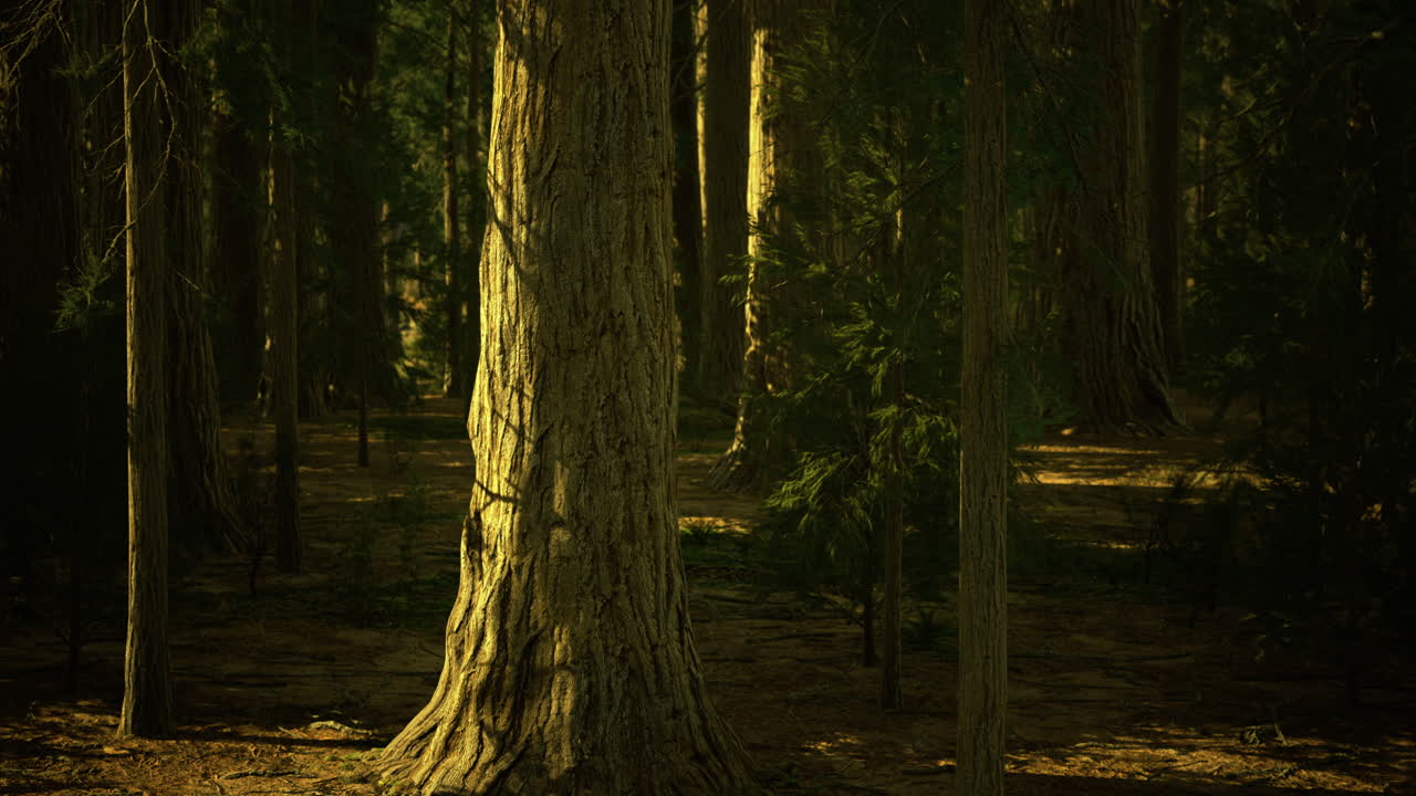 Majestic tree in a tranquil forest at sunset light