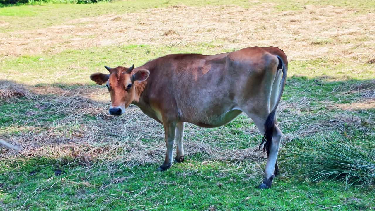 Full body shot of a calf turning around, looking at the camera, wagging tail to chase flies in a grassy field