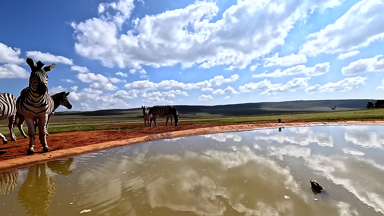 Herd of zebra approach waterhole, POV shot with sky reflection in surface